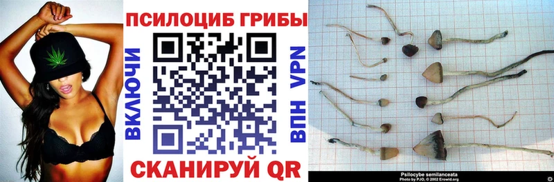 купить  цена  маркетплейс формула  Псилоцибиновые грибы Psilocybine cubensis  Пустошка 